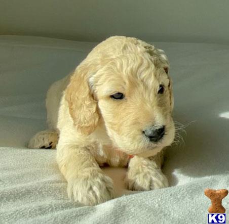Goldendoodlepup Picture 2